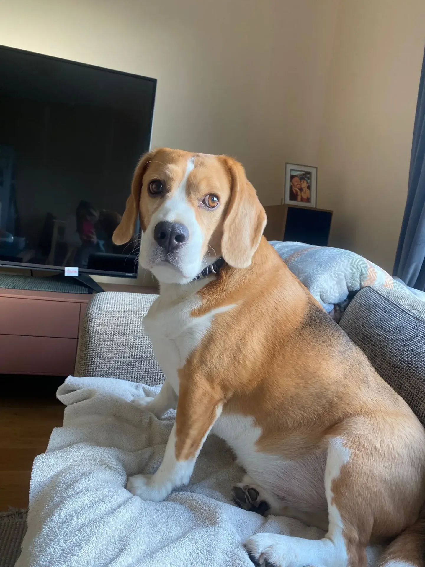 Hunden Pepe på besøk hos Alver Hundepass