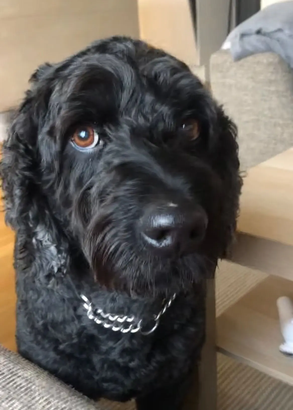 Hunden Sammo på besøk hos Alver Hundepass