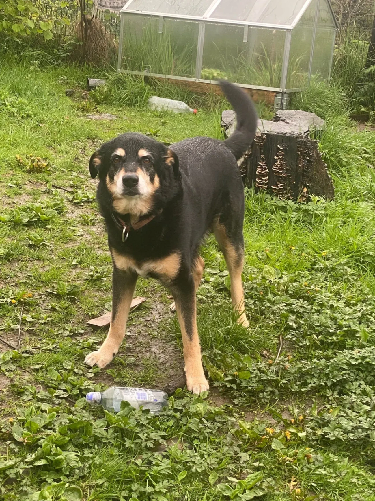 Hunden Gaspar på besøk hos Alver Hundepass