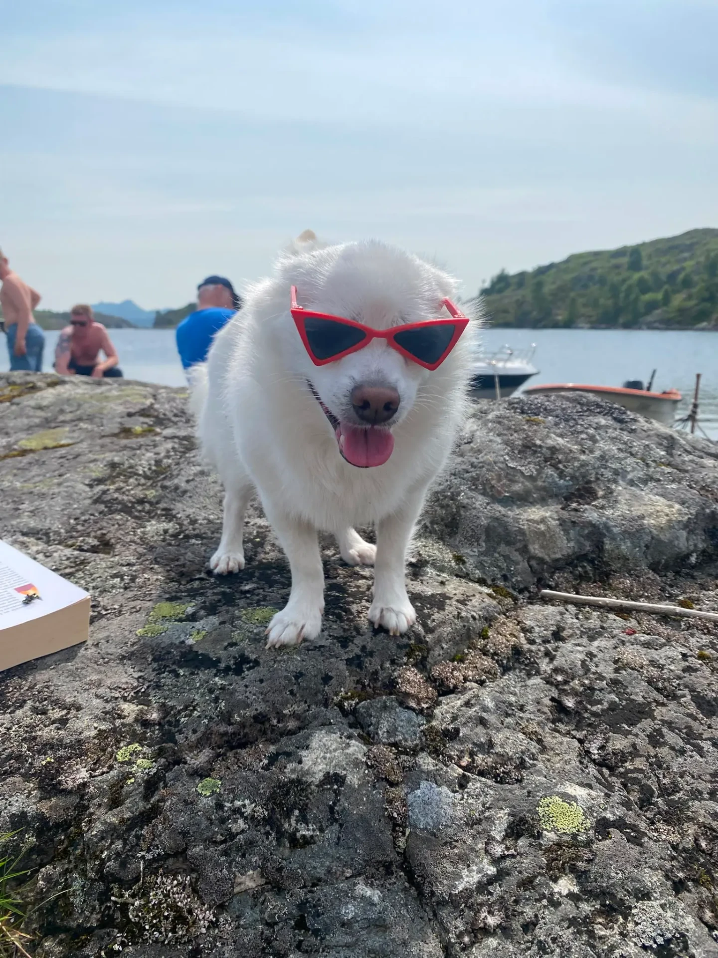 Hunden Theo 1 på besøk hos Alver Hundepass