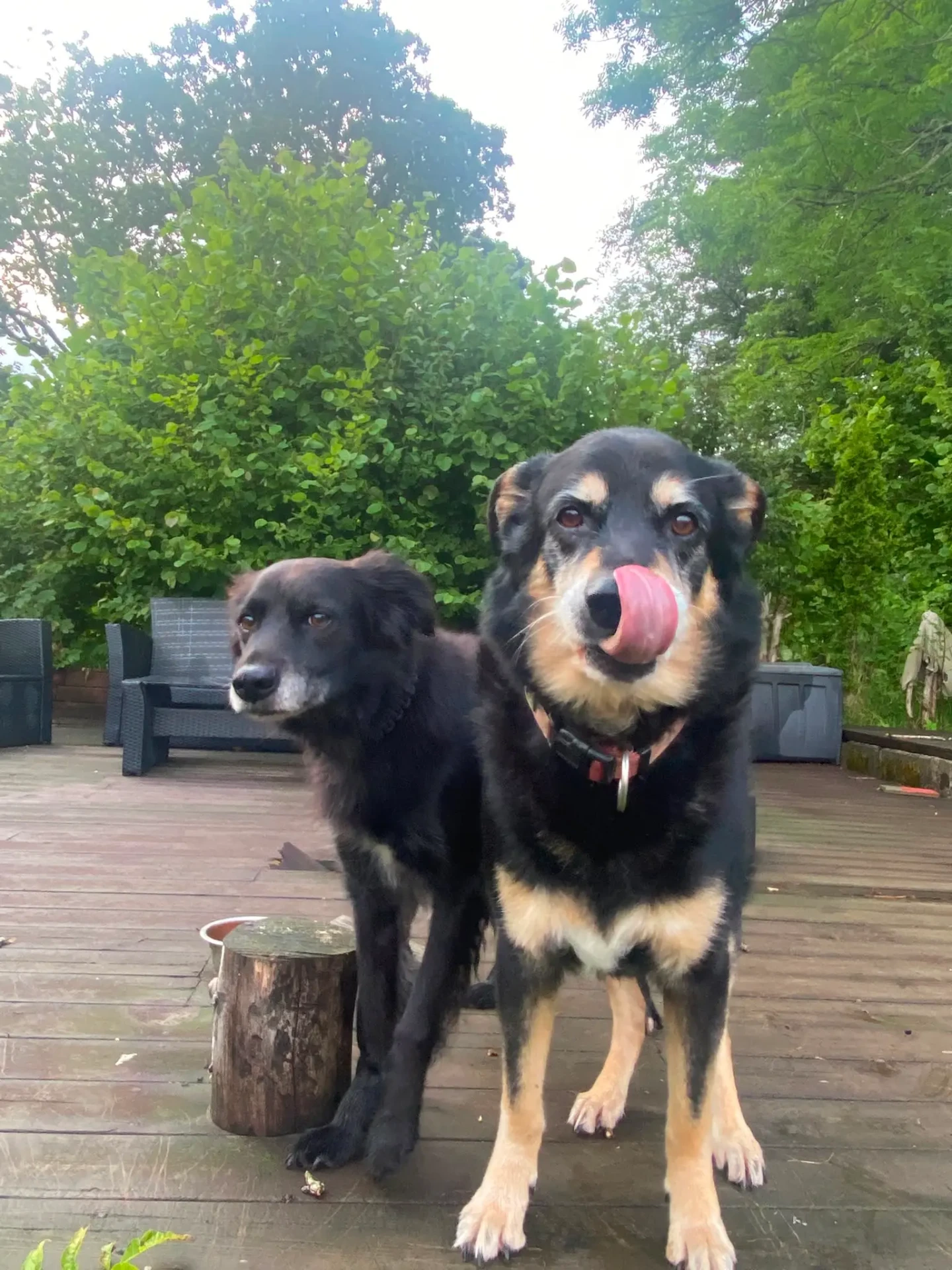 Hunden Gaspar og Jeff på besøk hos Alver Hundepass