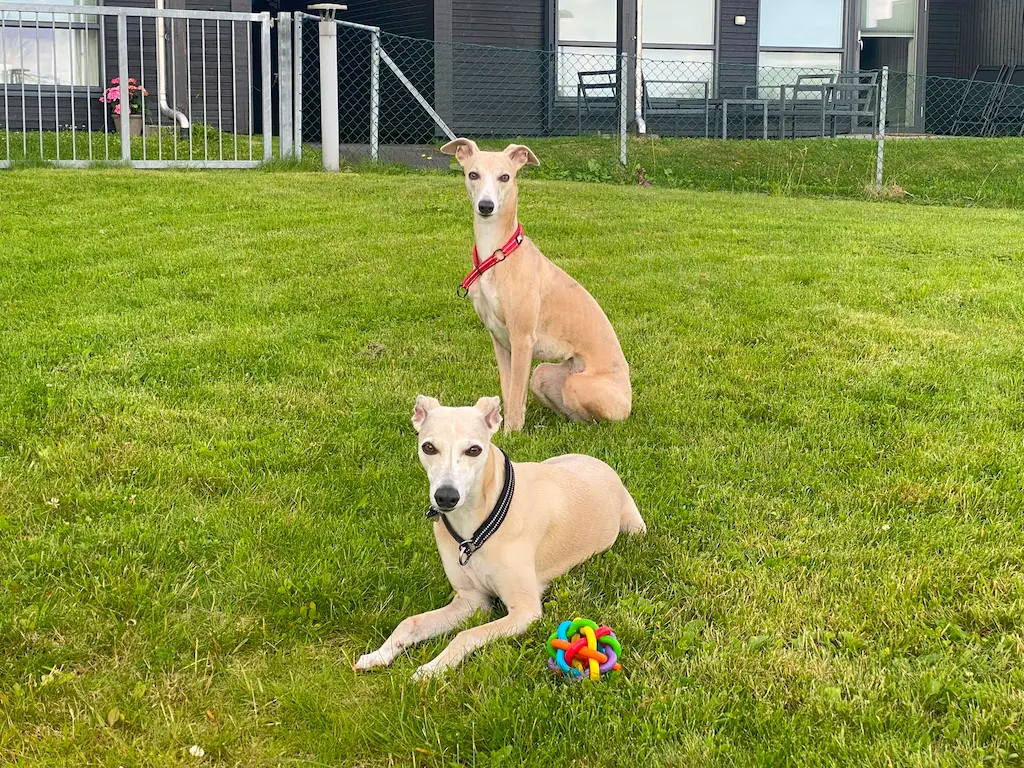 Hunden Søstrene Wilma og Bianca på besøk hos Alver Hundepass